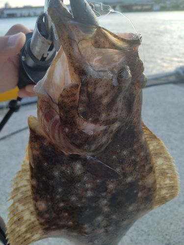 ヒラメの釣果