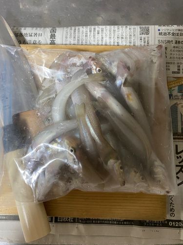 キスの釣果