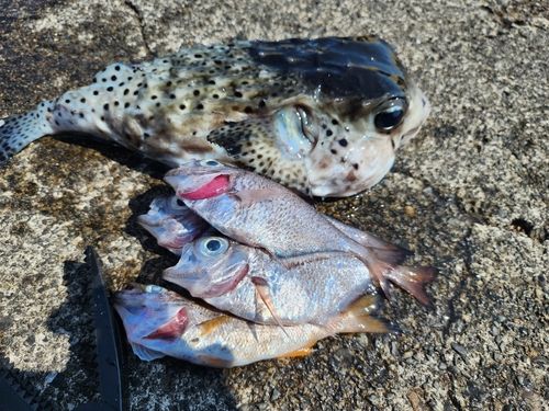 イシガキフグの釣果