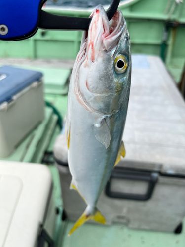 ワカシの釣果