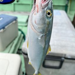 ワカシ