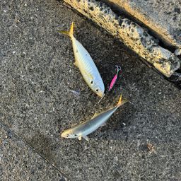 アジ