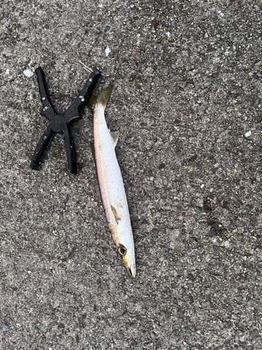 カマスの釣果
