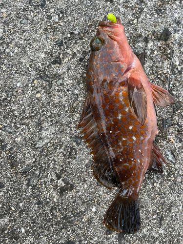 アコウの釣果