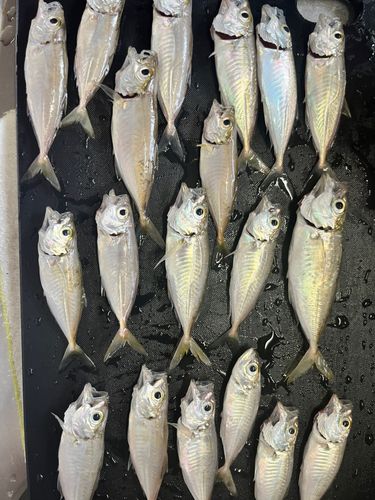 アジの釣果
