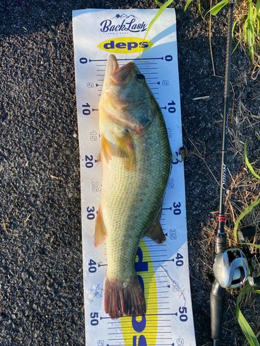 ラージマウスバスの釣果