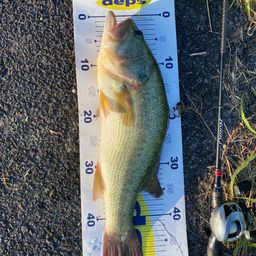 ラージマウスバス