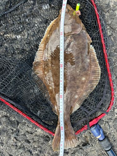 カレイの釣果