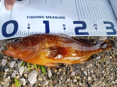 キジハタの釣果