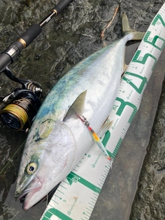 ブリの釣果