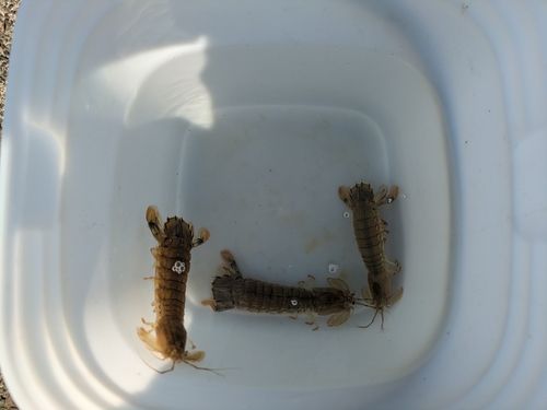 シャコの釣果