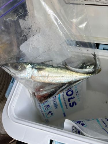 サバの釣果