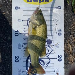 ラージマウスバス