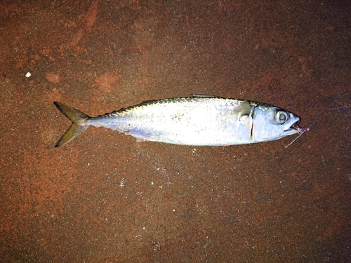 サバの釣果