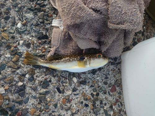 フグの釣果