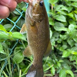 スモールマウスバス