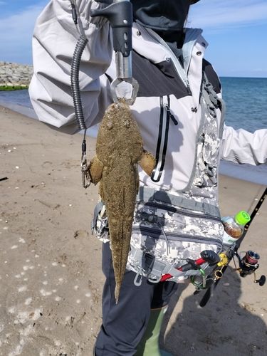 マゴチの釣果