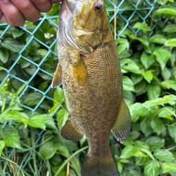 スモールマウスバス