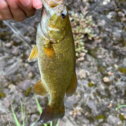 スモールマウスバス