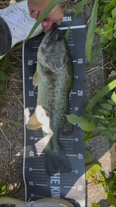 ブラックバスの釣果