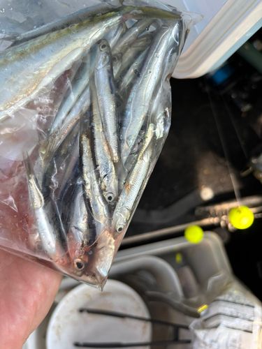 カタクチイワシの釣果