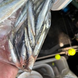 カタクチイワシ