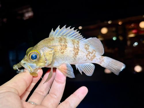 メバルの釣果