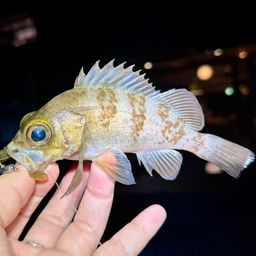 メバル