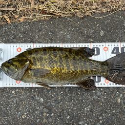 スモールマウスバス