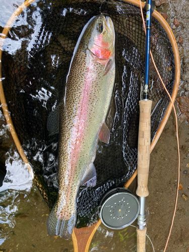 ニジマスの釣果