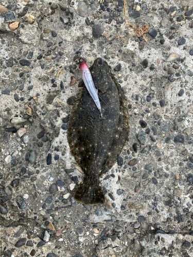 ヒラメの釣果