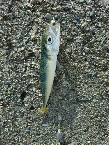 サバの釣果