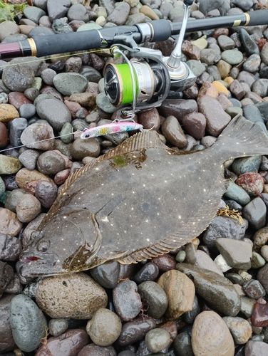 ヒラメの釣果