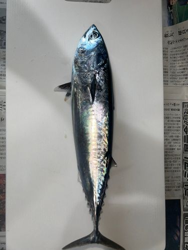 マルソウダの釣果