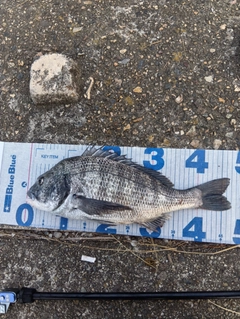 クロダイの釣果