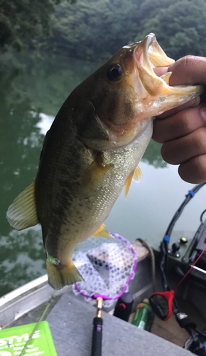 ラージマウスバスの釣果