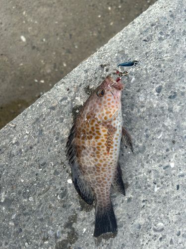 オオモンハタの釣果