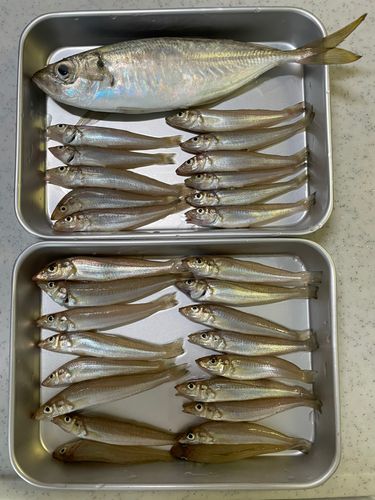 シロギスの釣果