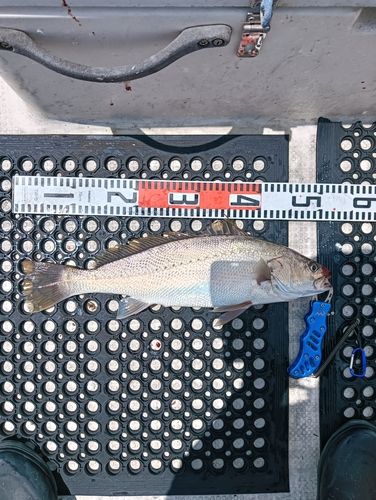 イシモチの釣果