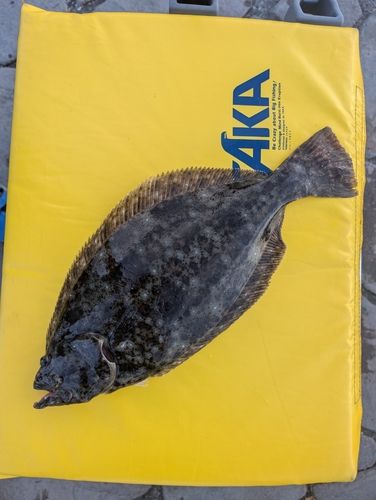 ソゲの釣果