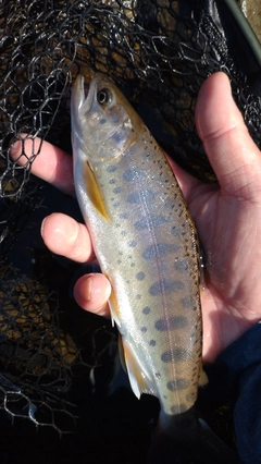 ヤマメの釣果