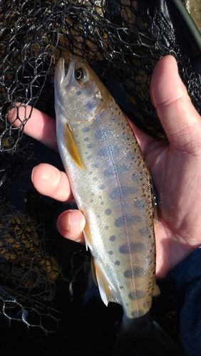 ヤマメの釣果