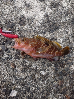 キジハタの釣果