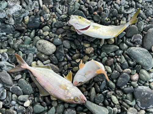 ショゴの釣果