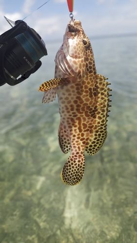 イシミーバイの釣果