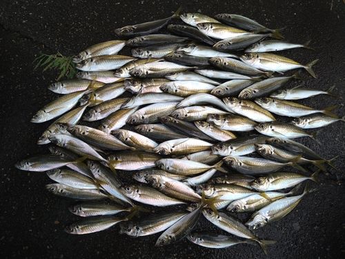 アジの釣果