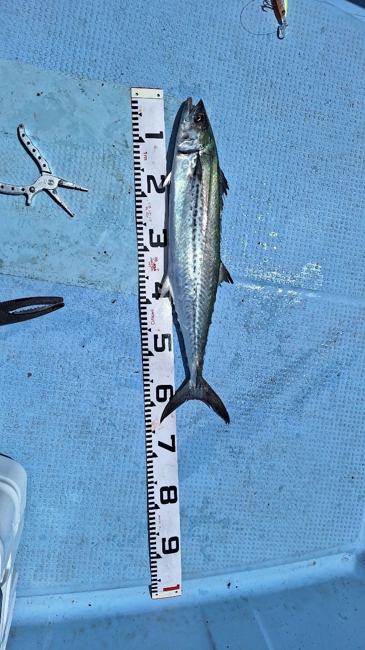 SHIMANO MOON SHOT BS S73M+ オフショアロッド ルアー シマノ シーバスロッド ムーンショット BS S73M+ (スピニング