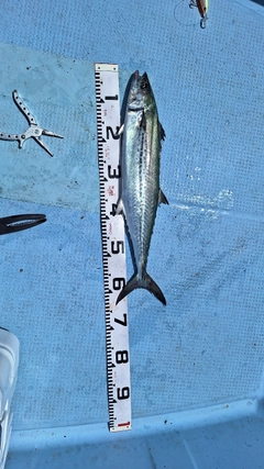 サゴシの釣果