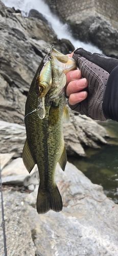 ブラックバスの釣果