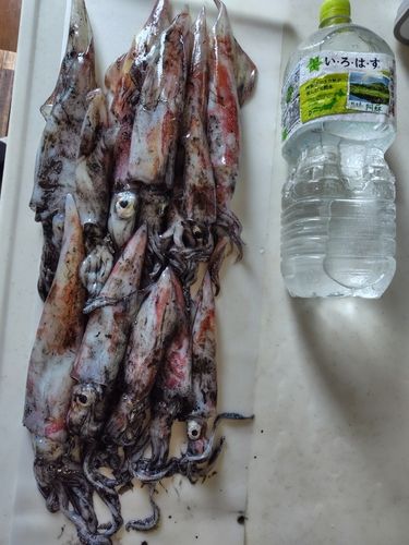 ヤリイカの釣果